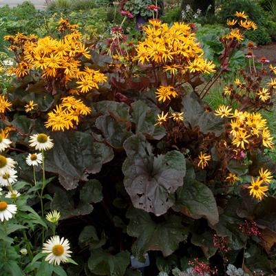 Ligularia dentata 'Britt Marie Crawford'