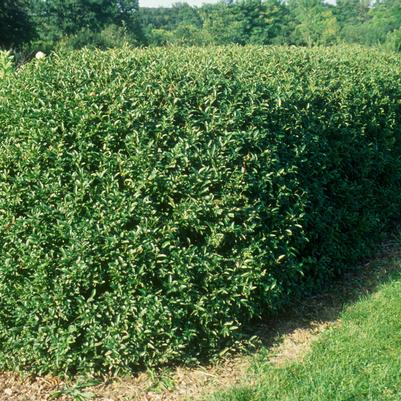 Ligustrum ovalifolium 