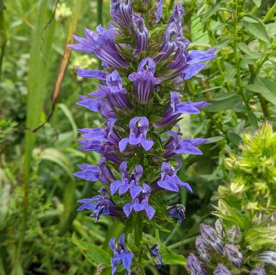 Lobelia siphilitica 