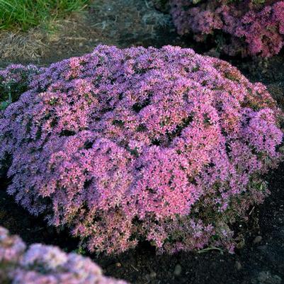 Sedum hybrid Rock 'N Round® 'Pride and Joy'