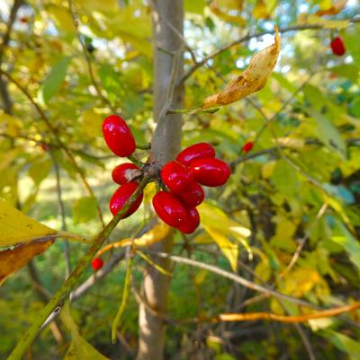Lindera benzoin 'Scarlet Lady'