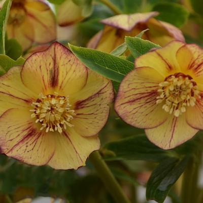 Helleborus Honeymoon® Tropical Sunset