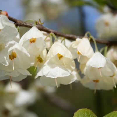 Halesia carolina 'UConn Wedding Bells'