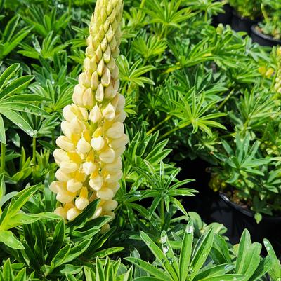 Lupinus p. lupini 'Yellow Shades'