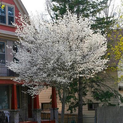 Amelanchier laevis 