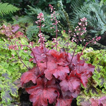 Heuchera 'Fire Alarm'