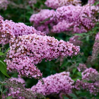 Buddleia davidii 'Pink Cascade'