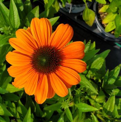 Echinacea hybrid Color Coded™ 'Orange You Awesome'
