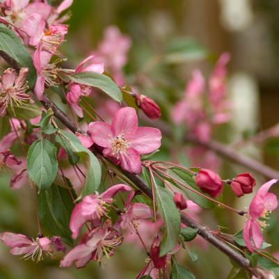 Malus Ruby Tears