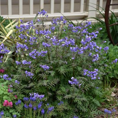 Polemonium hybrid 'Heaven Scent'