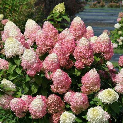 Hydrangea pan. Quick Fire Fab®