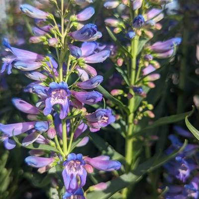 Penstemon barbatus Pristine Blue