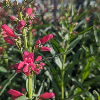 Penstemon barbatus Pristine Deep Rose