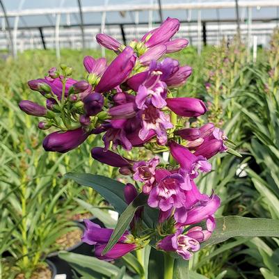 Penstemon barbatus Pristine Lilac Purple