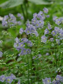 Polemonium reptans 