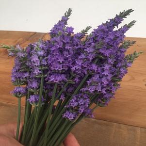 Lavandula x intermedia Sensational!®