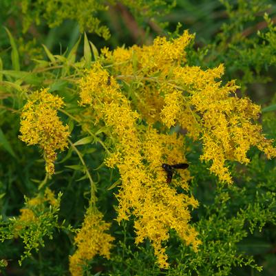 Solidago odora 