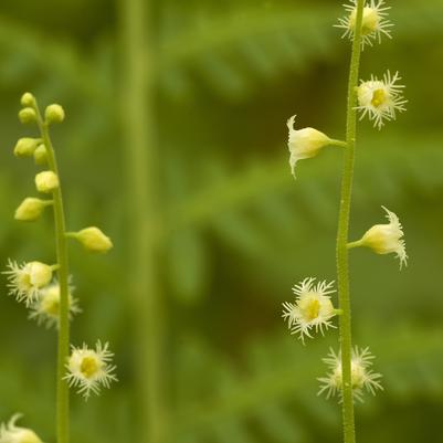 Mitella diphylla 