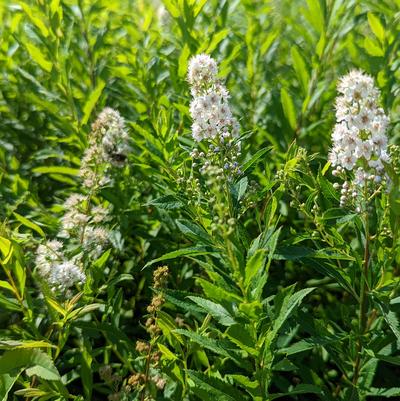 Spiraea alba var. latifolia 