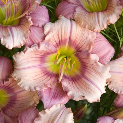 Hemerocallis 'Stephanie Returns'