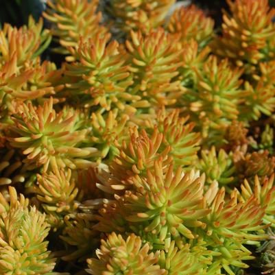 Sedum rupestre Prima Angelina