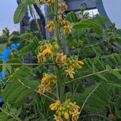 Senna hebecarpa 