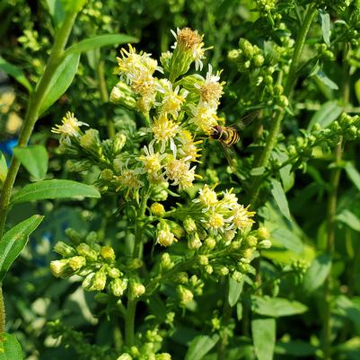 Solidago bicolor 