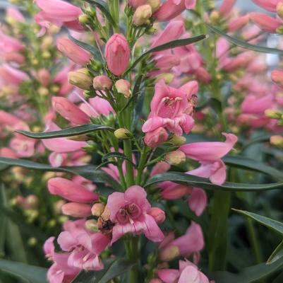 Penstemon barbatus 'Pristine Pink'