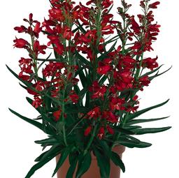 Penstemon barbatus 'Pristine Scarlet'