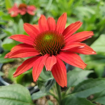 Echinacea hybrid Color Coded™ 'Frankly Scarlet'