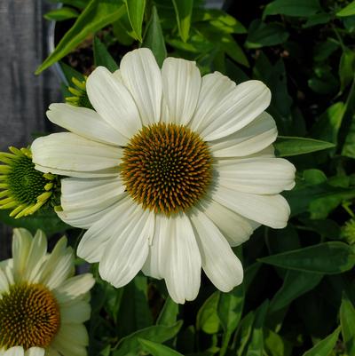 Echinacea hybrid Color Coded™ 'The Price is White'