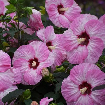 Hibiscus hybrid Summerific® 'Spinderella'