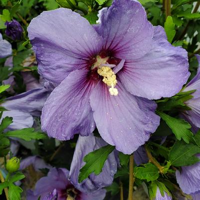 Hibiscus x Paraplu Violet®