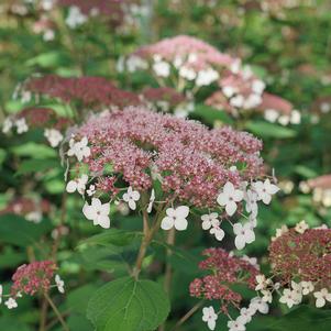 Hydrangea arborescens Pinky Pollen Ring™