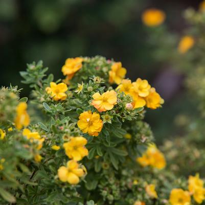 Potentilla fruticosa Marmalade®