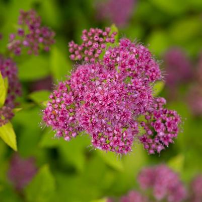 Spiraea Little Spark®