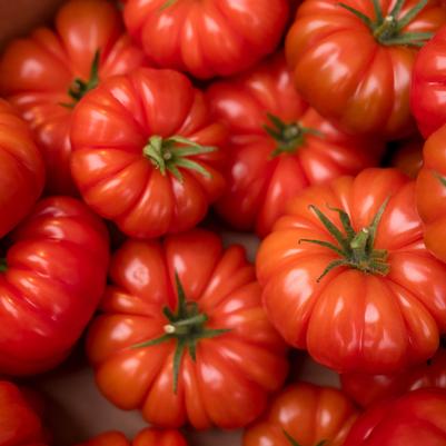 Tomato 'Buffalosteak' (Slicer)