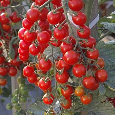 Tomato 'Crockini' (Cherry)