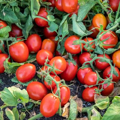 Tomato 'Early Resilience' (Paste)