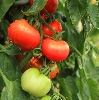 Tomato 'Heatmaster ' (Slicer)