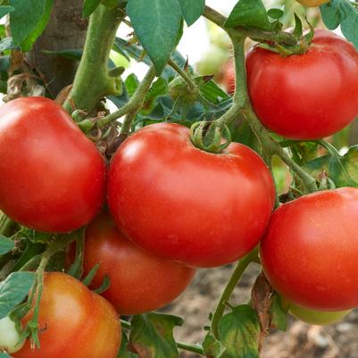 Tomato 'Jamestown' (Slicer)