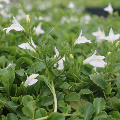 Mazus reptans 'Albus'