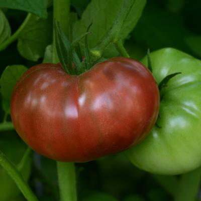 Tomato Heirloom Marriage™ 'Cherokee Carbon' (Slicer)