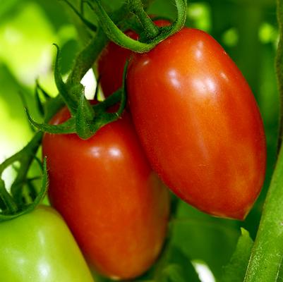 Tomato Heirloom Marriage™ 'Marzinera'