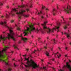 Monarda hybrid `Leading Lady Razzberry`