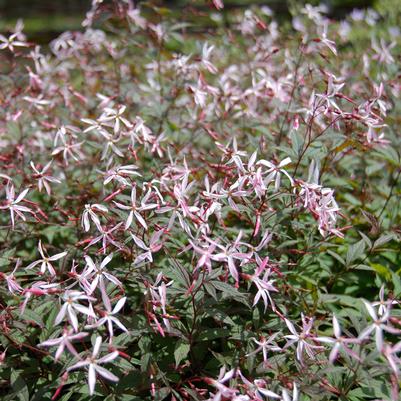 Porteranthus trifoliatus 'Pink Profusion'