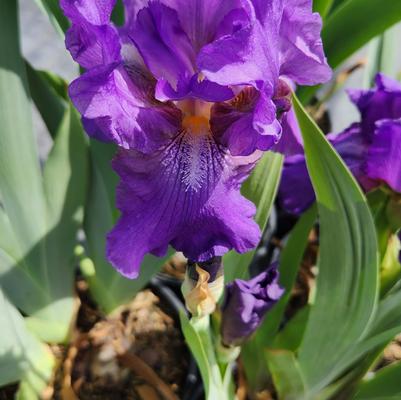 Iris germanica 'Wine Festival'