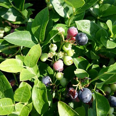 Vaccinium corymbosum Polaris