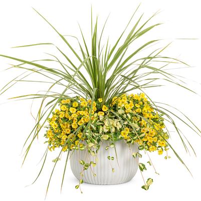 Dracena 