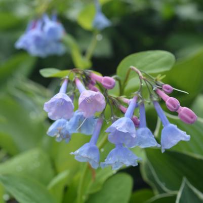 Mertensia virginica 